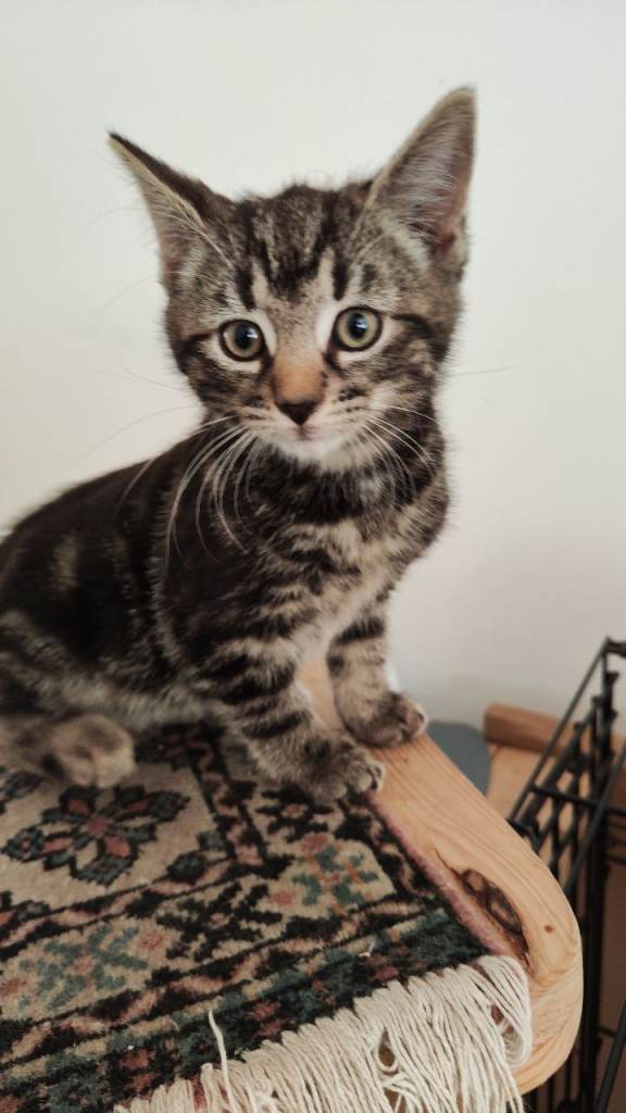 Bengal Cross kittens 
