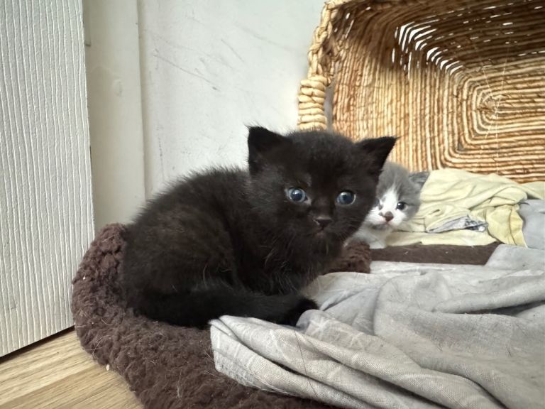 Cute kitties looking for a house