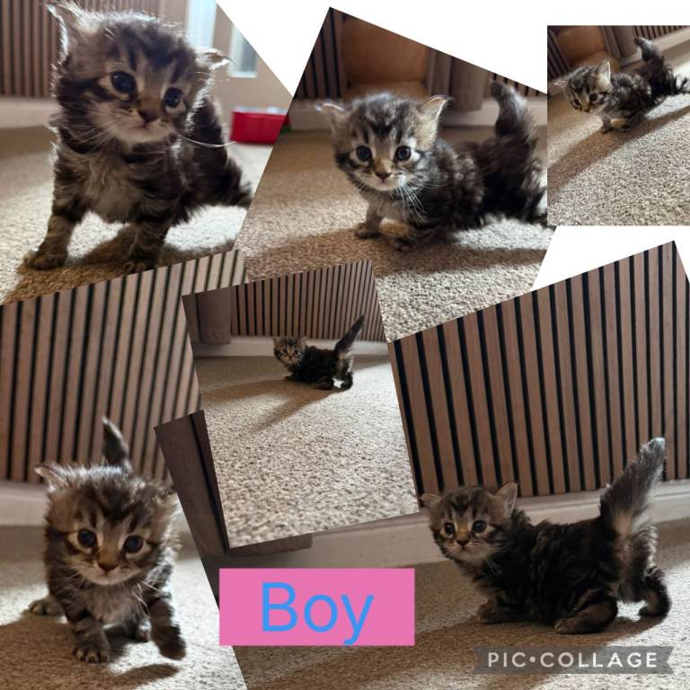 2 Beautiful Tabby Kittens 