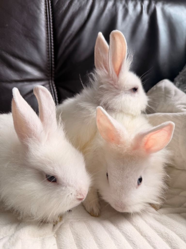 Lionhead Dwarf Rabbits – Lovely & Friendly 🐰