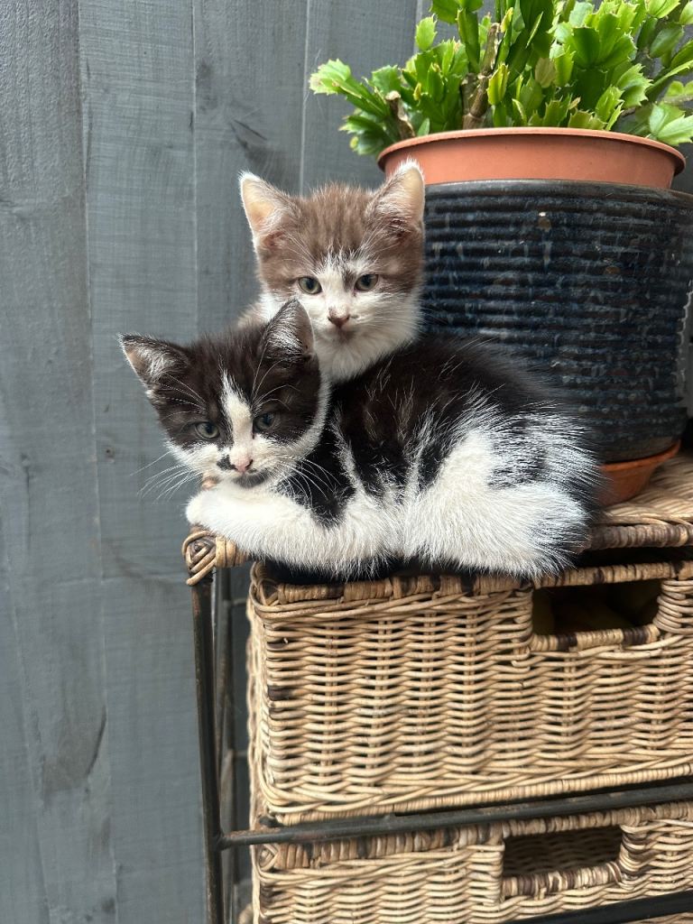 2 Gorgeous Handheld Kittens 
