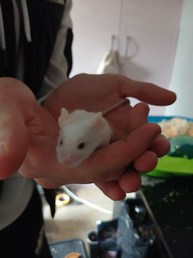 1 fancy mouse  