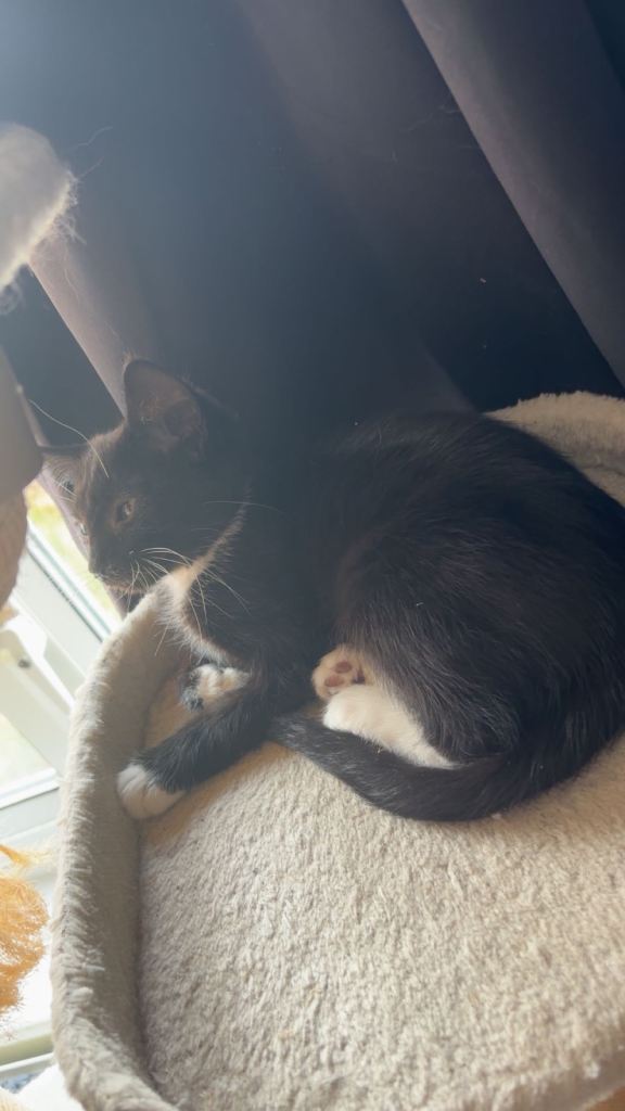 Kitten