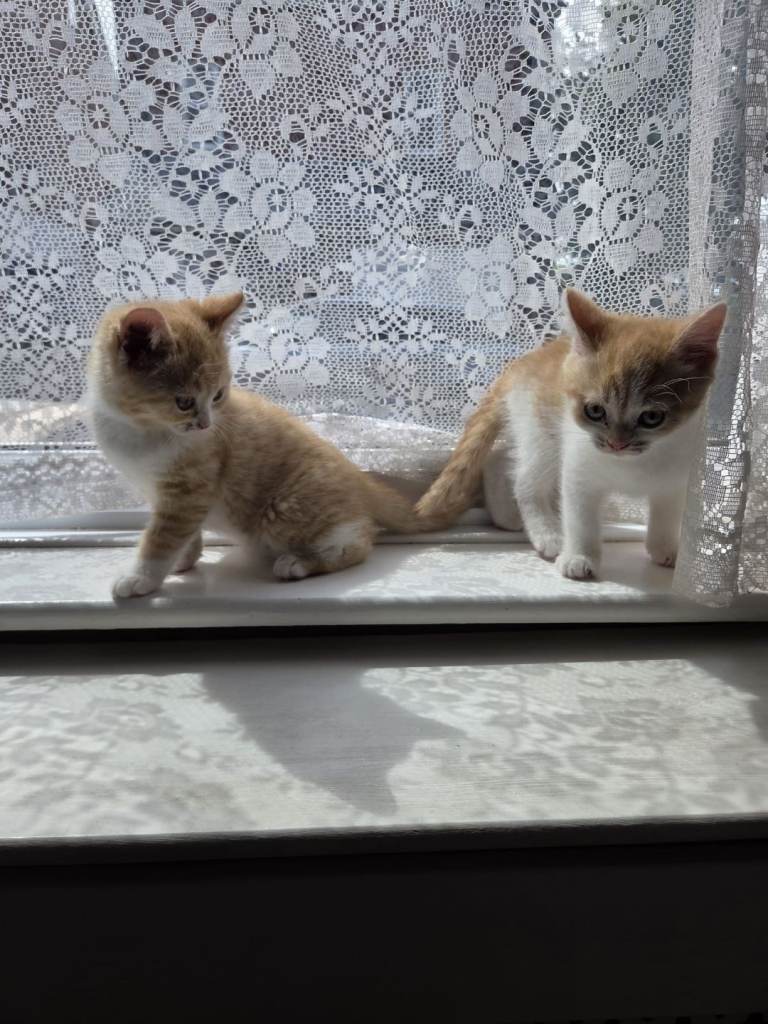 Kittens