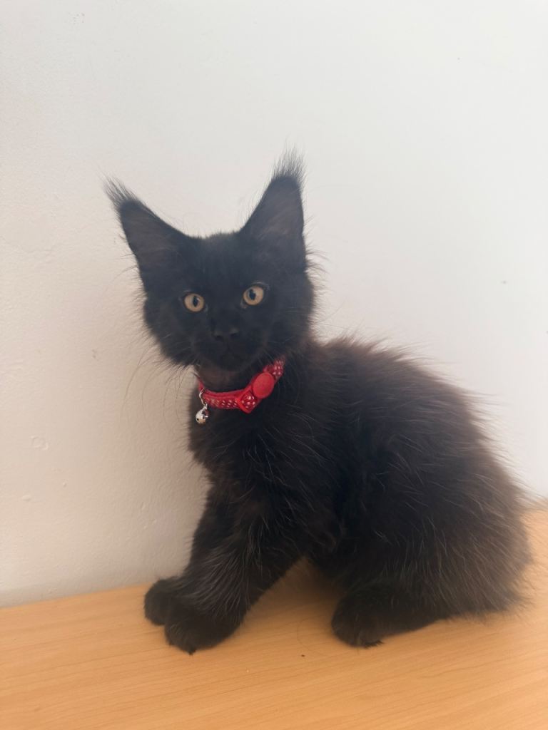 Main coon male