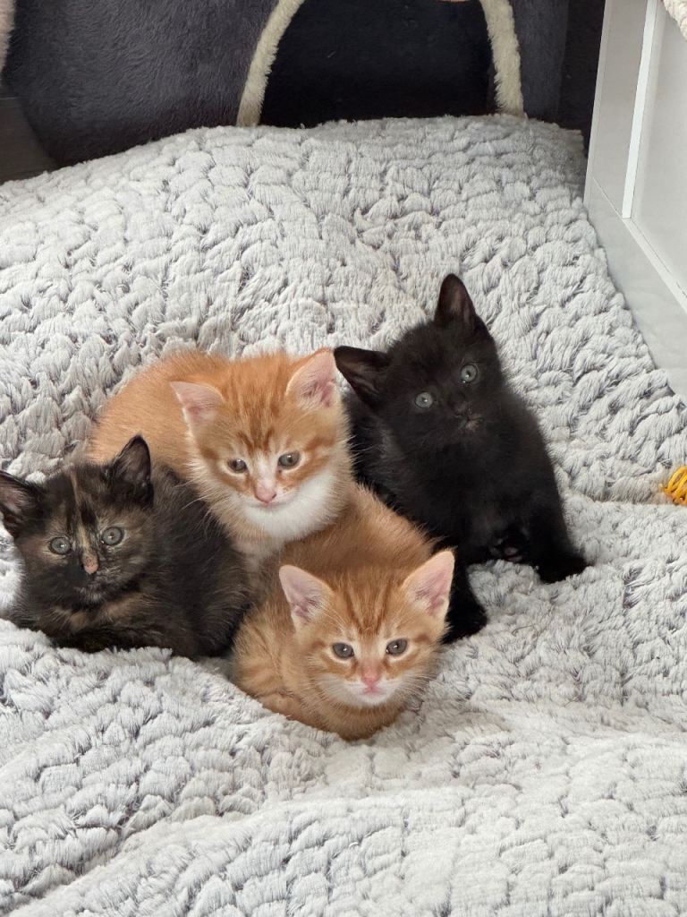 Kittens