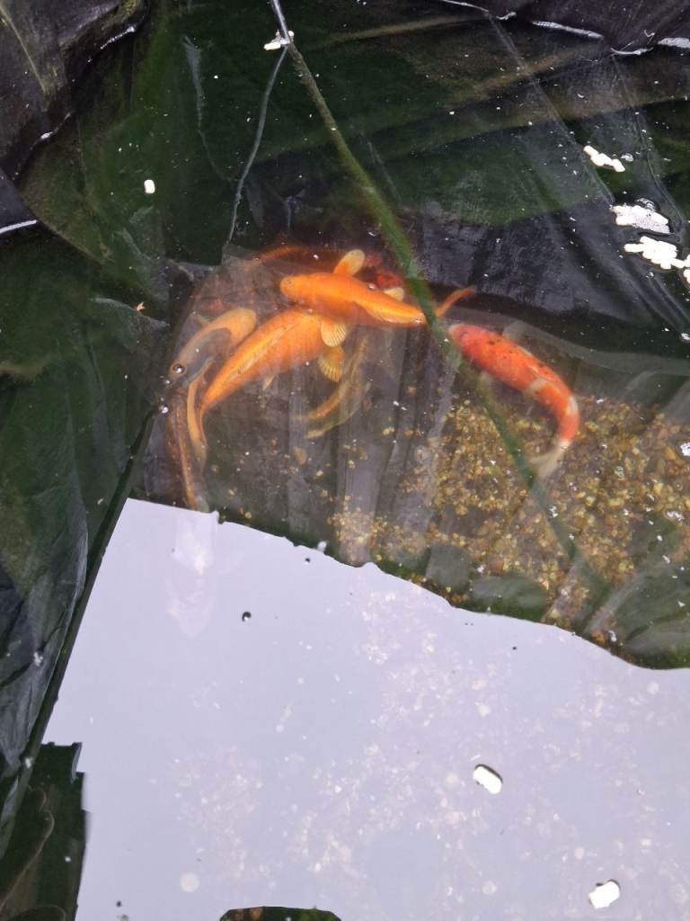 Koi fish and grass carp 