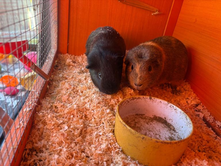 guinea pigs