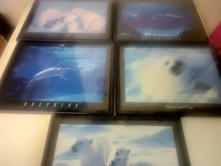 Job lot off picture dolphns polar bears harp seal pup
