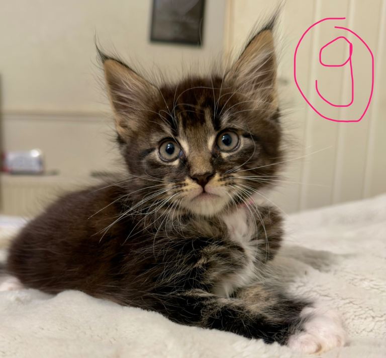 Mainecoon kittens 