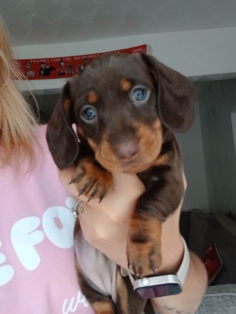 4 dash hound pups for sale 