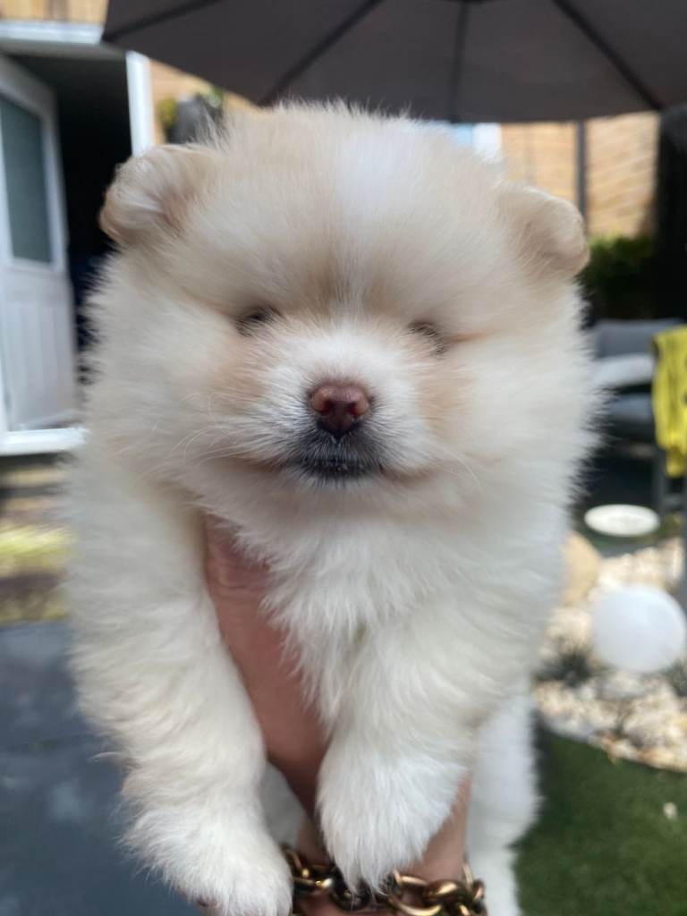 Stunning pomeranians for sell Dad champion in UK