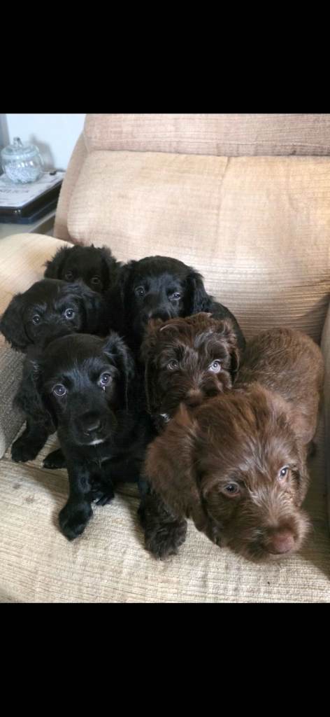 Australian Labradoodle & Cocker Spaniel Hybrid Puppies