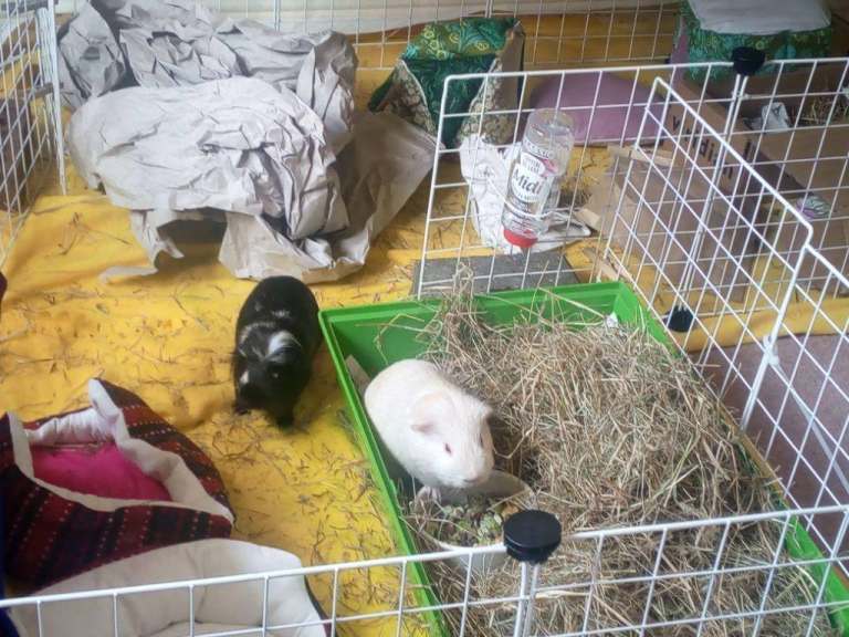 Guinea pig C&C Panels 6 x 2, Aubiose & Hay, pet box, pet carrier, bundle