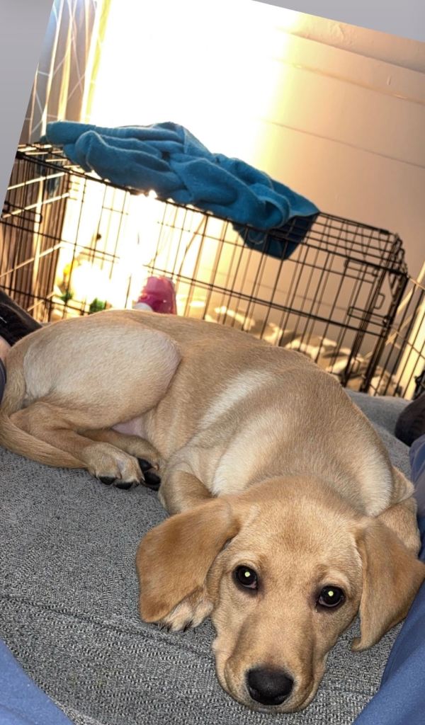 Labrador retriever 
