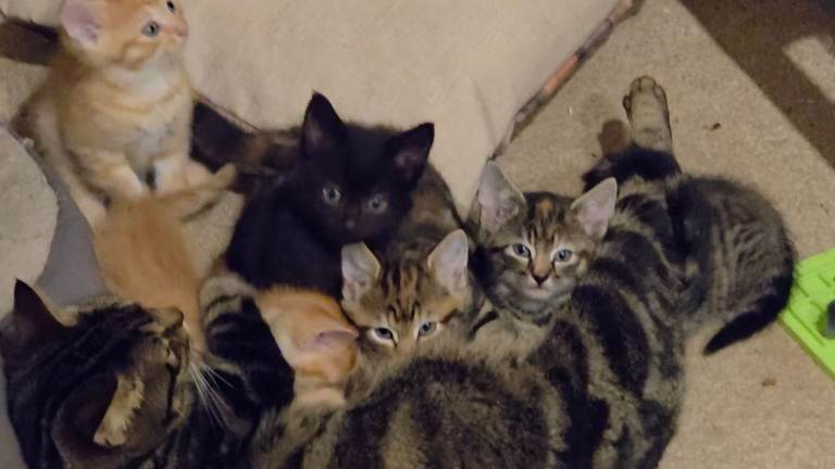 Sweet friendly kittens 