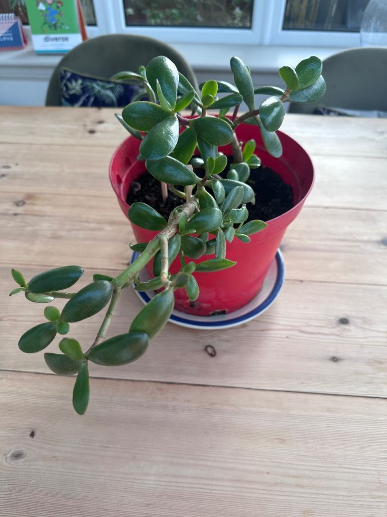 Money Tree / Jade Plant (Crassula Ovata) in Red Pot