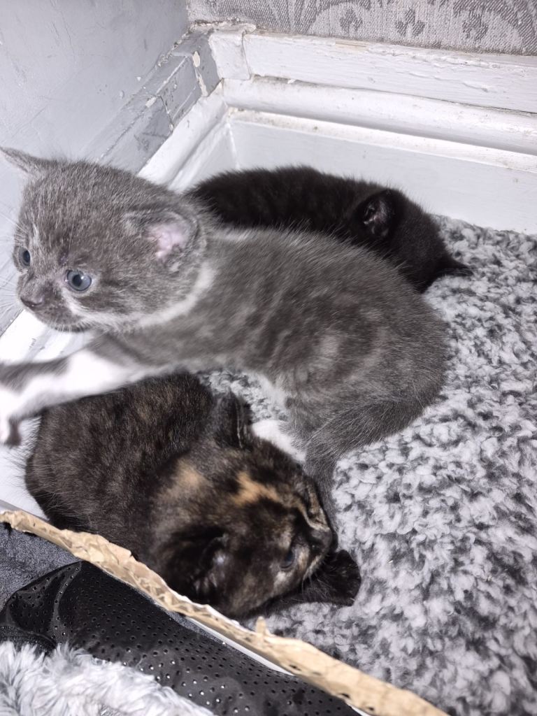 Kittens for sale 