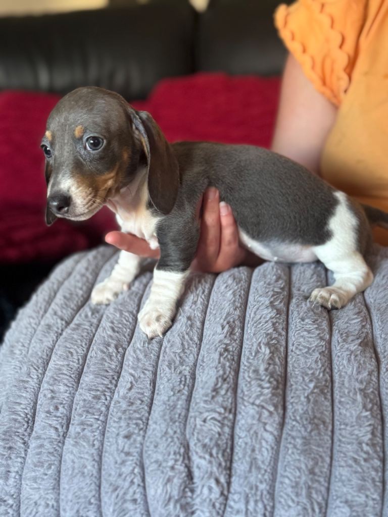 1 miniature girl dachshund puppy left 