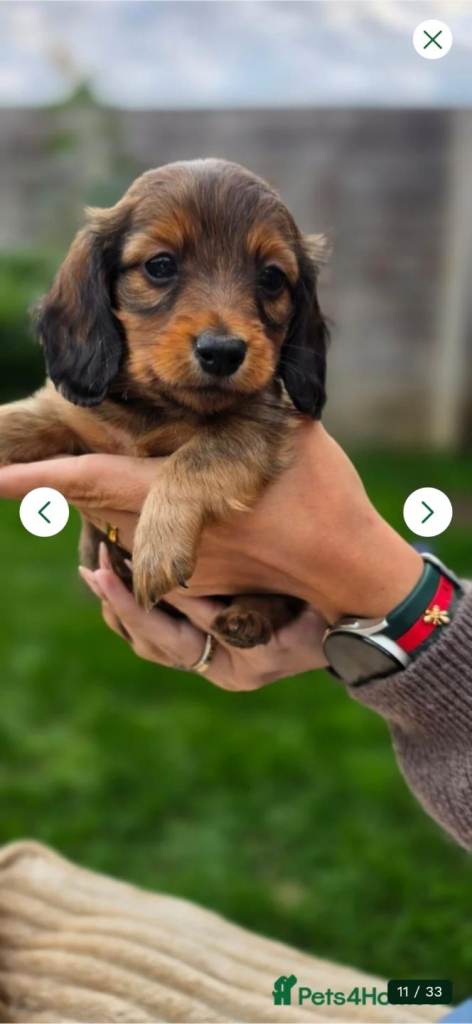 Miniature longhaired dachshunds 