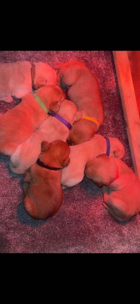 Labrador pups kc registered 