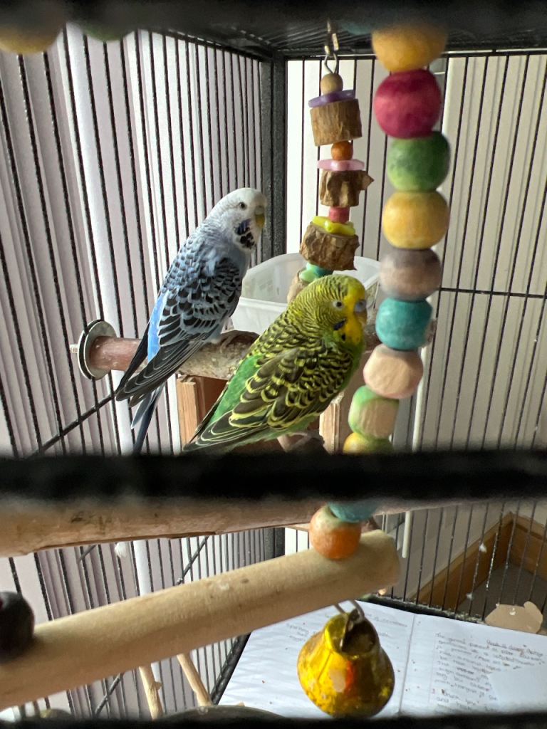 Budgies with cage 
