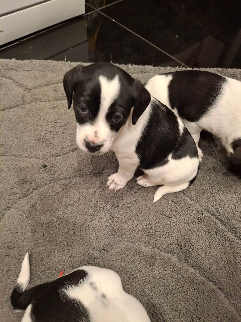 Jack russell puppies 