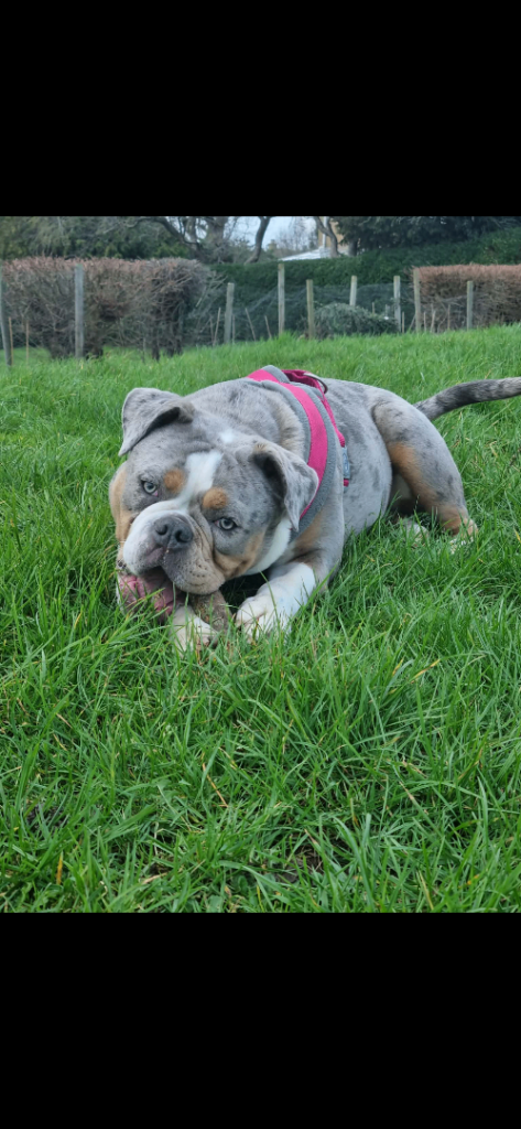 Old tyme bulldogg girl  Merle 