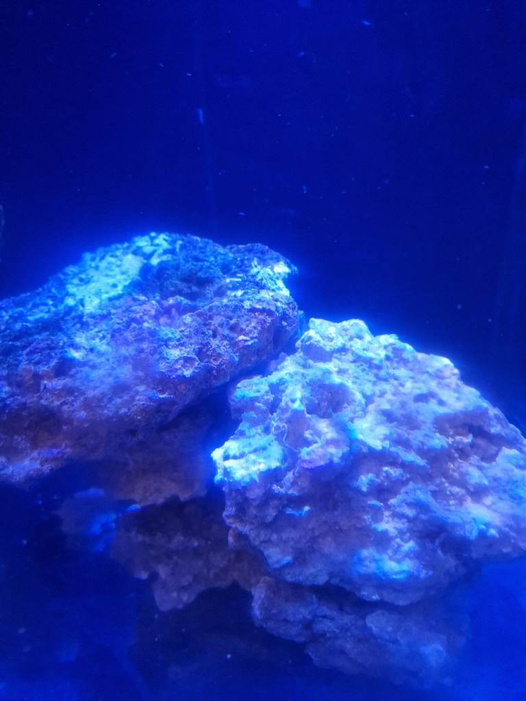 Marine Fish and Live Rock