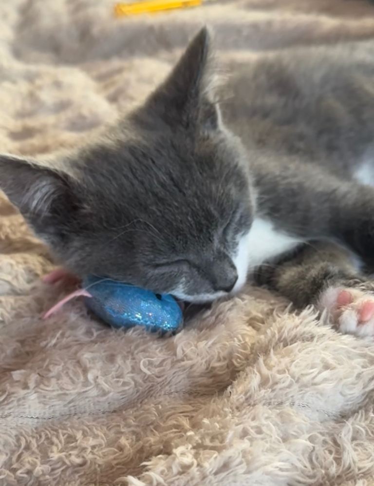 Grey and White Shorthair 