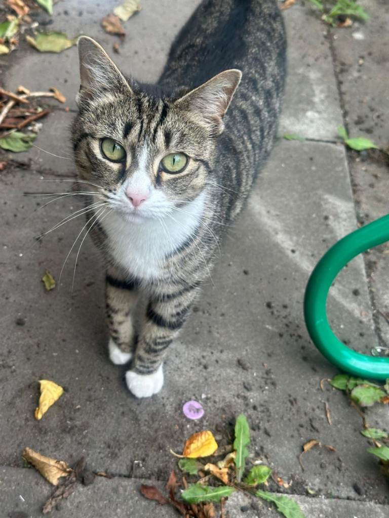 Female cat 5Years old 