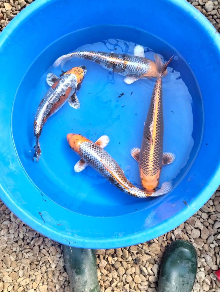 Koi carp