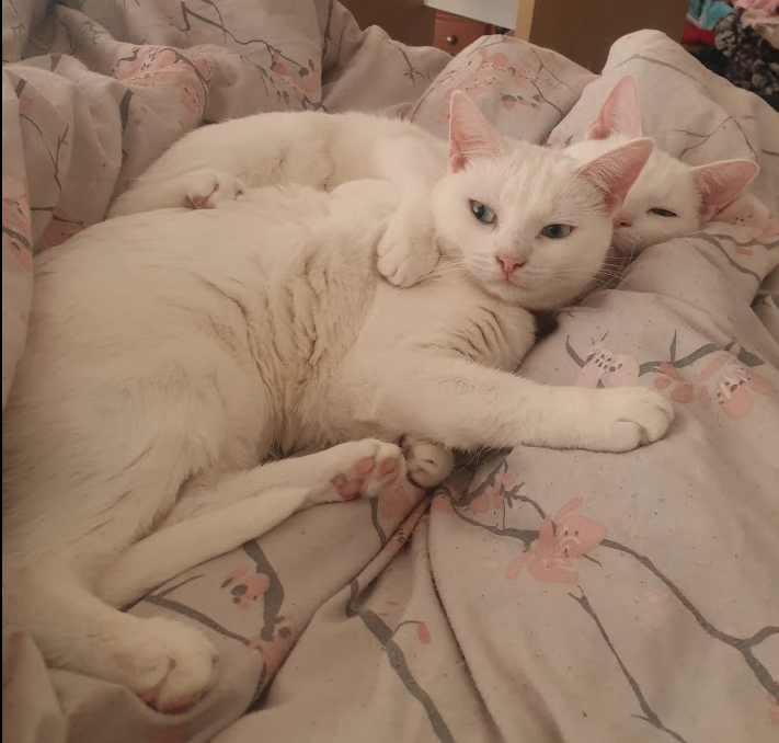 2x Adult cats needing a new home
