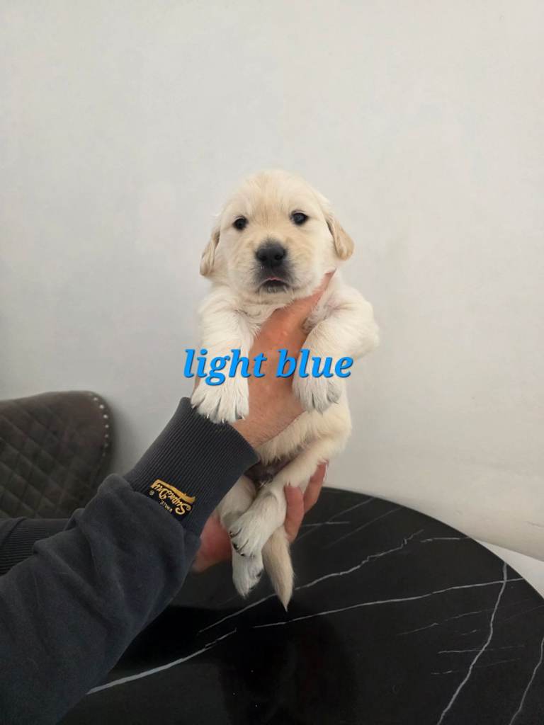 Lovely Golden Retriever puppy 