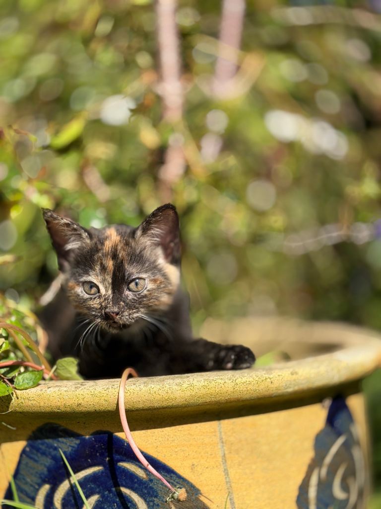 Kitten - female