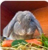 Lionhead pair with outdoor dubble hutch 