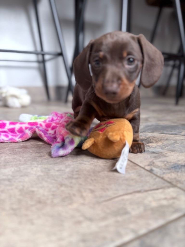 Mini dachshund puppies 