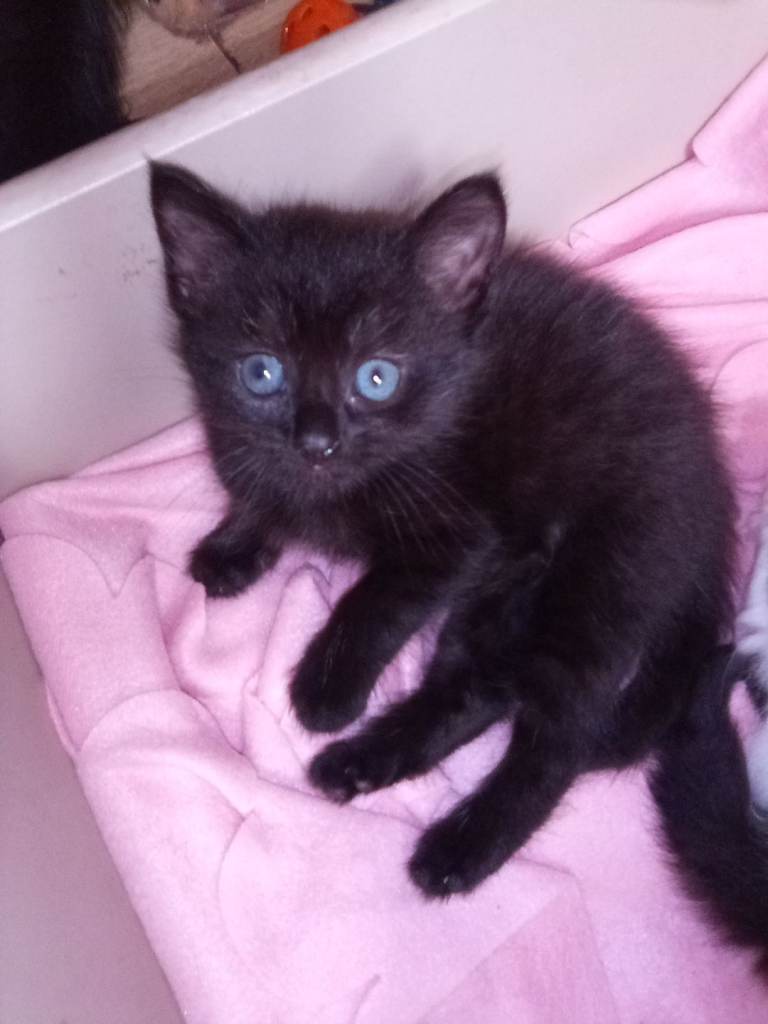 Kitten 