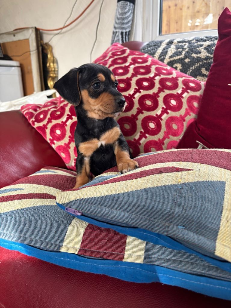 Jackrussel x dachshund puppies 
