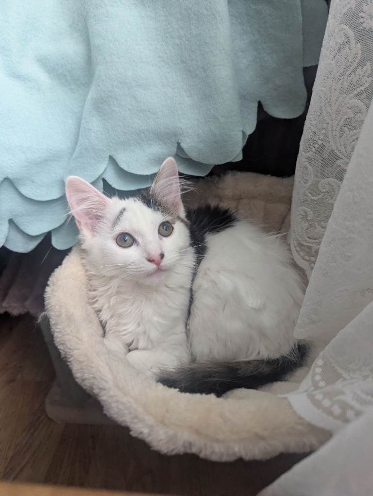 Beautiful Main Coon cross female available at reduced price 