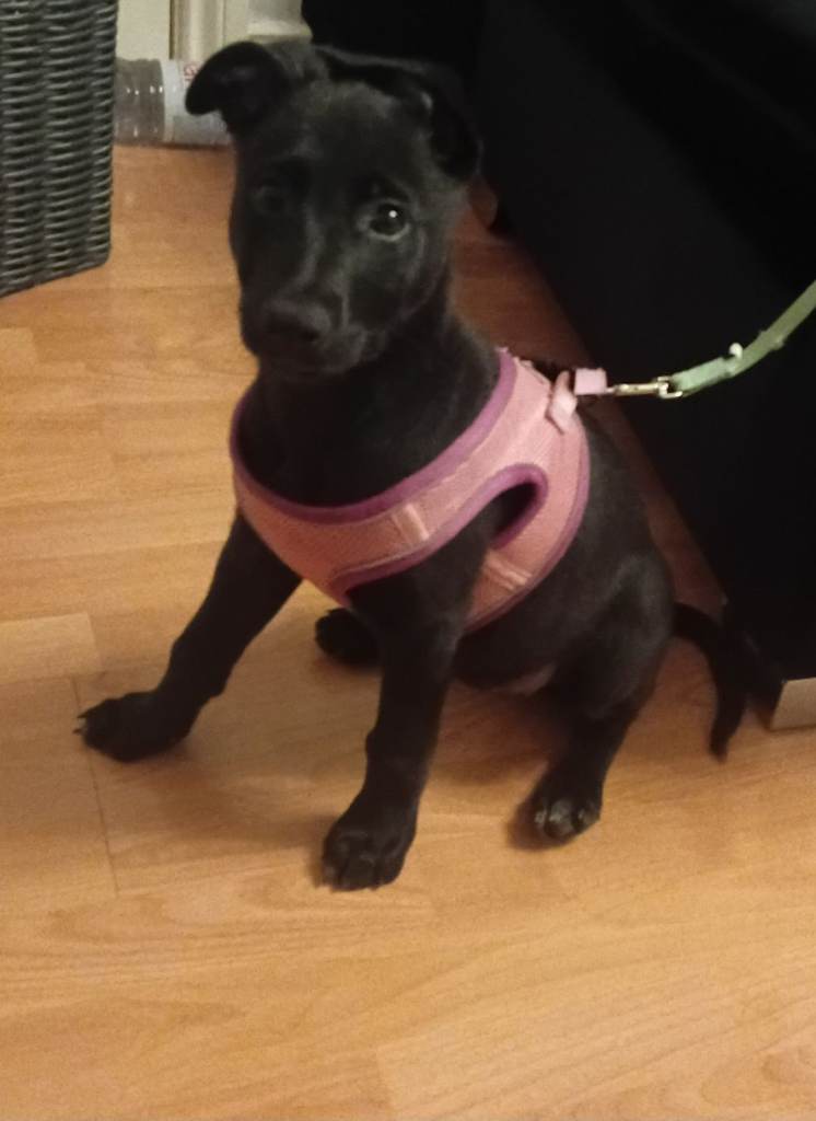 Belgian Shepherd cross