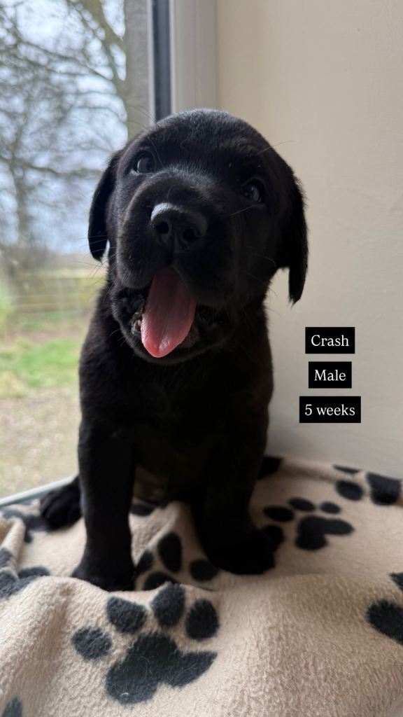 Beautiful Labrador Retriever Puppies