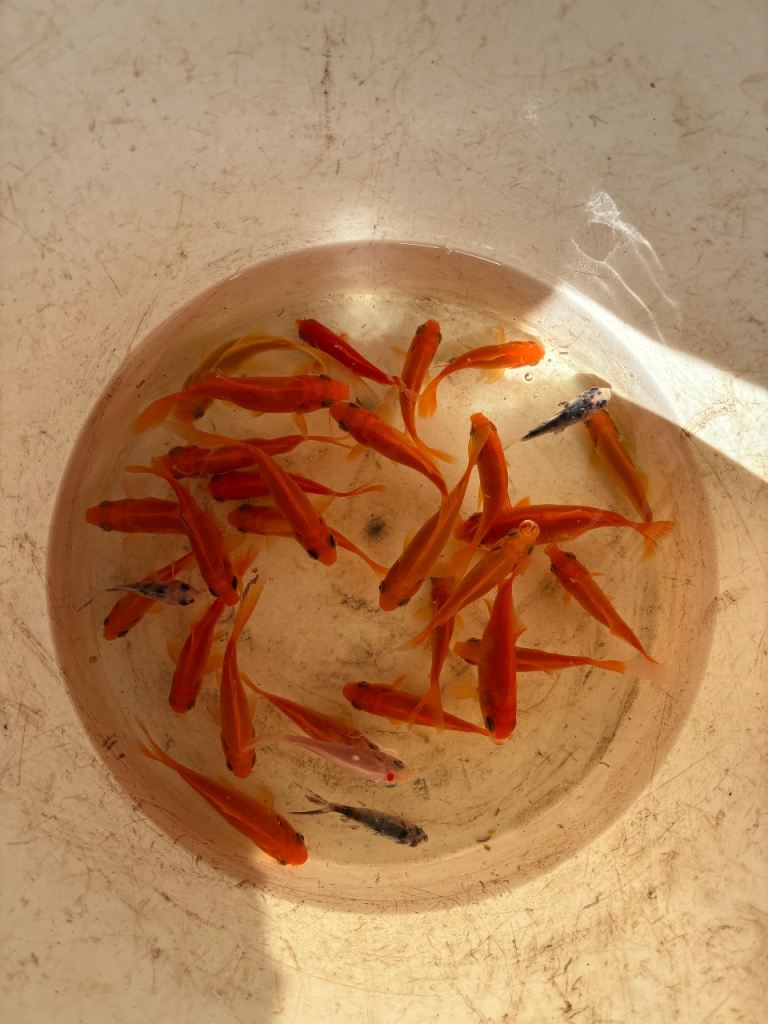20 Goldfish £40 the lot