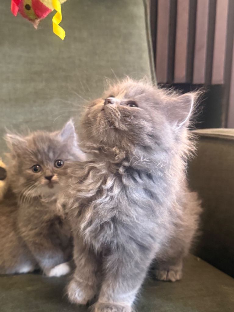 Stunning British longhair kittens 