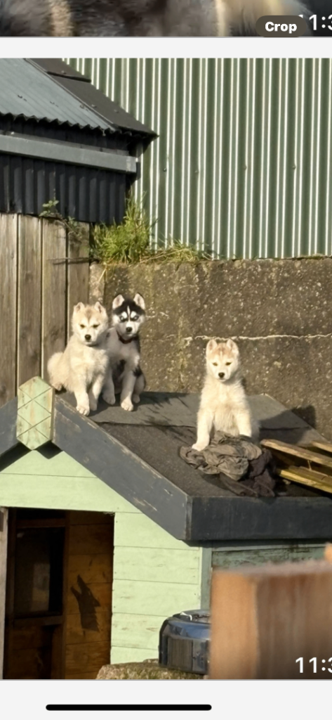 Husky puppies