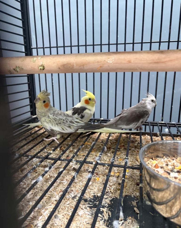 Young Cockatiels Seeking Loving New Home