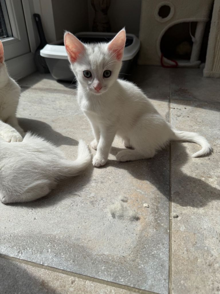 Beautiful Bengal X Kittens 1 left! 