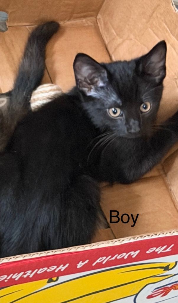 Beautiful kittens for sale