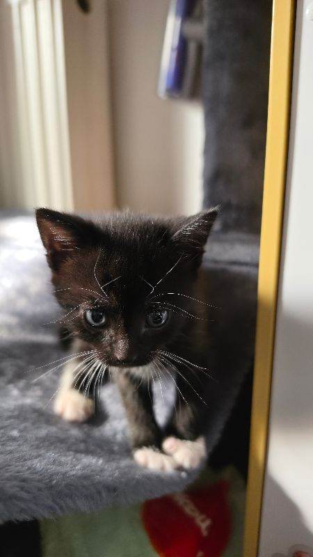 adorable little tuxedo boy