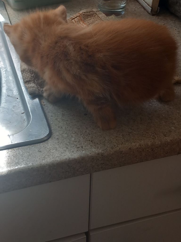 4 very beautiful kittens for sale. 